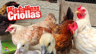 Todas Mis Gallinas Criollas [upl. by Nylyoj180]