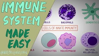 IMMUNE SYSTEM MADE EASY IMMUNOLOGY INNATE AND ADAPTIVE IMMUNITY SIMPLE ANIMATION [upl. by Ause]