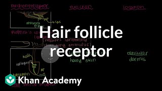 Ruffinis Ending and Hair Follicle Receptor  NCLEXRN  Khan Academy [upl. by Belmonte]