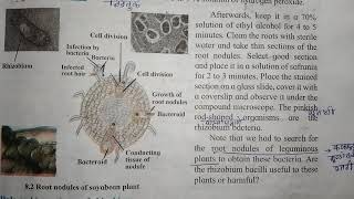 Rhizobium Symbiotic bacteria [upl. by Blum]