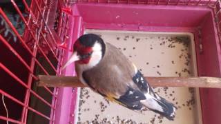 تغريد حسون بري سوري ، Goldfinch Stieglitz gesang [upl. by Loomis350]