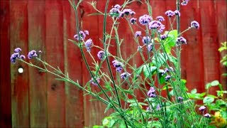 How to Grow Verbena from Last Years Flower Seeds [upl. by Ennayk]