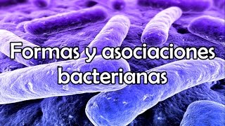 Formas y asociaciones bacterianas [upl. by Scholz]