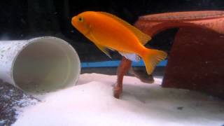 Deep Orange Red x Red Albino Male Zebra Cichlid  Metriaclima sp [upl. by Thursby]