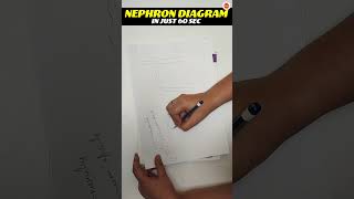 Nephron Diagram in 60 Seconds  Life Processes  Class 10 Biology  Science  CBSE Board Exam 2024 [upl. by Hynda335]