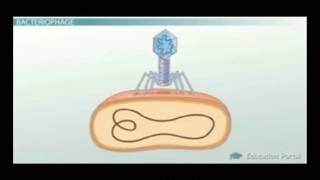 FSc Biology Book1 CH 5 LEC 8 Life Cycle of Bacteriophage [upl. by Auqenahs]