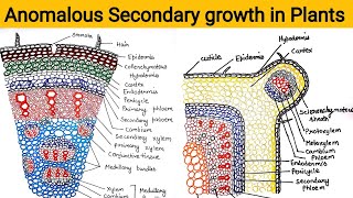 Anomalous Secondary Growth in plants [upl. by Forster497]