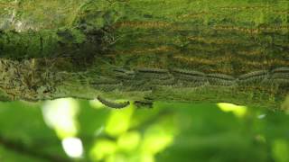 Oak Processionary Moth caterpillars set off [upl. by Slaby]