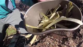 How to Make Willow Bark Tea Natures Aspirin and Survival Medicine [upl. by Garek]