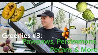 Greenies 3 Pawpaws Persimmons Pecans amp More [upl. by Orlan]