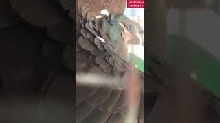 Spotted White Breeder WhiteEared Brown Dove WildNatureUniqueTV columbidae birds [upl. by Season981]