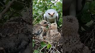 BlackWinged Kite Bird Shares a Meaty Feast with babies shortsfeed viralshorts [upl. by Billat]