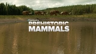 A Look At Prehistoric Mammals [upl. by Dnumyar]