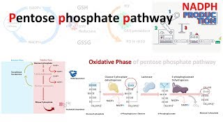 Pentose Phosphate Pathway  Hexose Monophosphate Shunt [upl. by Yekcaj]