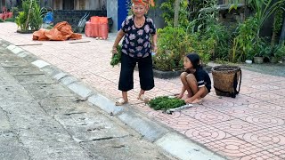 Pick vegetables to sell at the market  improve the life of an orphan girl [upl. by Cavallaro]