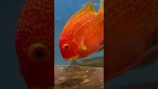 Hero’s Severus Curare Red Tiger Severums and friends 🌹 cichlids subscribe [upl. by Emarie]