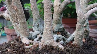 Multitrunk Bonsai Care  Multitrunk Bonsai Style  Creating a Multi Trunk Bonsai [upl. by Brady268]