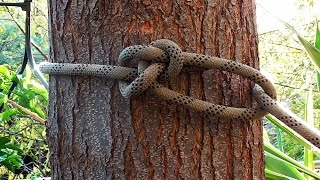 Arborist Knots  How To Tie The Running Bowline Knot [upl. by Wehhtam]