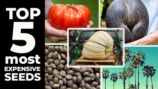 TOP 5 MOST EXPENSIVE SEEDS [upl. by Terra]