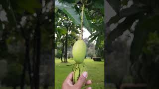 Pluck Mangoes at will srilanka fruits sigiriya travelsrilanka travelvlog [upl. by Ochs]