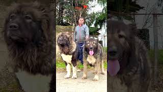 Caucasian Shephered females dog kangal dogs puppy bigdog animals [upl. by Grizelda]