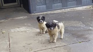 Two exhausted puppies wandered into my yard begging to be here in the freezing winter [upl. by Rima]