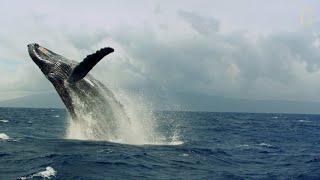 Así son las “carreras de calor” de las ballenas jorobadas  National Geographic España [upl. by Hgielrebma]