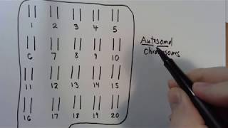 9 Autosomal vs Sex Chromosomes [upl. by Gavin]