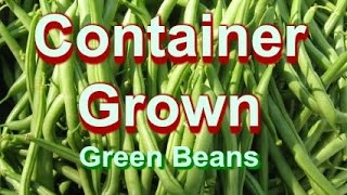 Green Beans Grown in Containers [upl. by Attenol503]