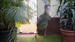 Shoebill stork clattering sounds like machine guun Japan Matsue Vogel Park [upl. by Marjie428]