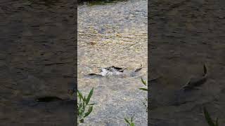 Chinook Salmon Spawning Idaho nature salmon nationalforest river travel wildlife fish idaho [upl. by Ellehcer]