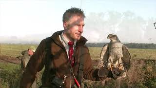 Goshawks on Pheasants over pointers [upl. by Niuq]