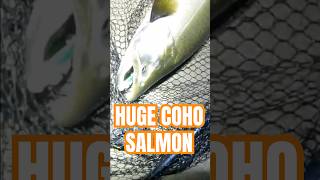 MASTER ANGLER COHO SALMON from LAKE MI fyp shorts foryou fishing salmonfishing [upl. by Yrruc]