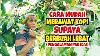 Cara merawat kebun kopi agar berbuah lebat Wawancara dengan pak Idai kopi situjuah [upl. by Brena]