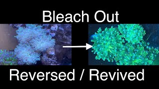 Reverse Coral Bleaching Reviving Color  Care amp Time Lapse  Saltwater Coral Reef Aquarium [upl. by Othe]