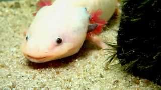 Axolotl Feeding Earthworms  AxolotlFütterung Regenwürmer [upl. by Amii]