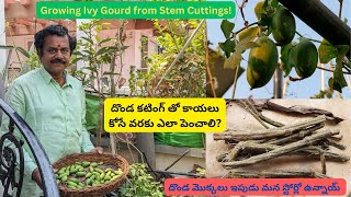 దొండ కటింగ్ తో కాయలు కోసే వరకు ఎలా పెంచాలి Growing Ivy Gourd from Stem Cuttings  Heres How [upl. by Tenrag]