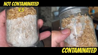 How To Tell If Grain Spawn Is Contaminated [upl. by Rubel]