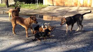 San Antonio street dogs breeding in the streets [upl. by Yatnuahs]