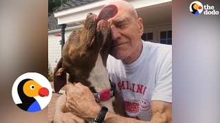 7 Best Patrick Stewart Pitbull Foster Dog Moments  The Dodo [upl. by Ihtac]