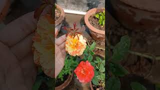 Mini Garden er Mini vlog 1  Subscribe and Support  like  share  youtube [upl. by Pang]