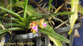 Aerides Flabellata Orchid Species [upl. by Preuss979]