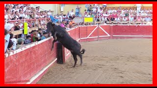 CORTES  NAVARRA  TARDE VACAS EN PLAZA  DOMINGO 1 OCTUBRE 2023  GANADARRIAZU [upl. by Hgielrebmik558]