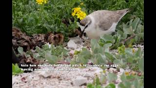 Birding in the Overberg White fronted Plover Breeding Danger Point [upl. by Stiles921]