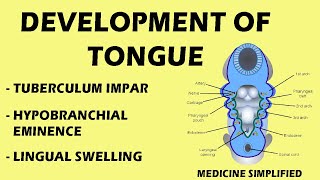 Development of Tongue  Tongue development  Tongue Anatomy medicine [upl. by Vey]