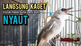 trucukan gacor ROPEL PANJANG buat pancingan trucukan agar bunyi jadikan burung trucuk gacor NYAUT [upl. by Ruckman]