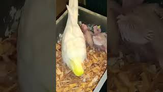 Alhamdullilah kokatel Bird birdlover trending viralvideo youtubeshorts subscribe shortvide [upl. by Coussoule]