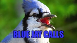 Blue Jay Calls [upl. by Rizzi375]