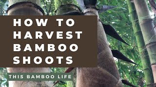 How to harvest bamboo shoots [upl. by Brine993]