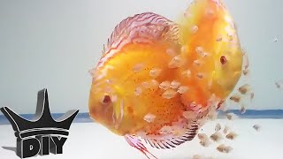 HOW TO Breed Discus fish [upl. by Eniron]